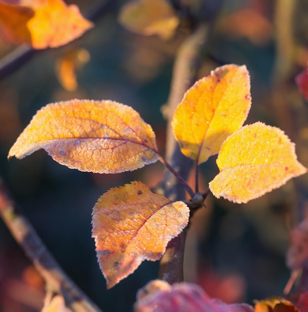 Beautuful autumn leaves in frost