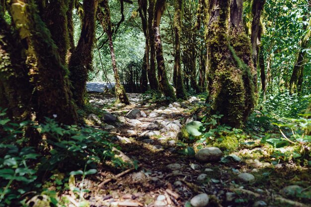 beautuful relict yew and boxwood forest in Abkhazia on sunny summer day