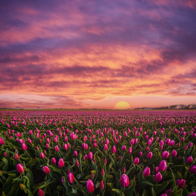 Beautuful sunrise over big field of tulips