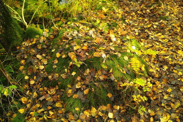 The beauty of autumn Forest and landscape in the colors of autumn