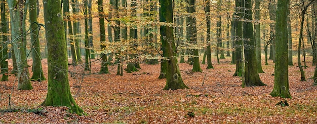 Photo the beauty of autumn forest and landscape in the colors of autumn