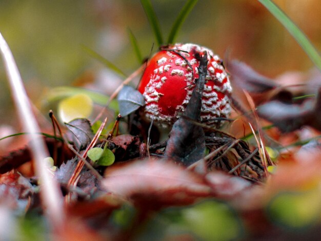 Photo the beauty of the autumn forest