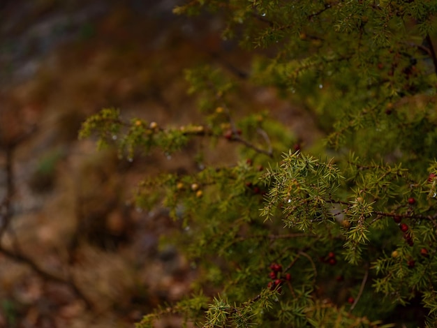 The beauty of an autumn misty forest