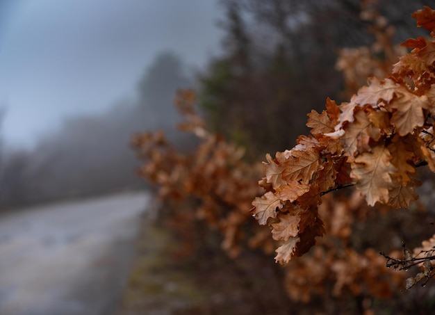 The beauty of an autumn misty forest