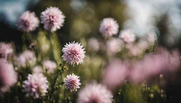 麗にく コスモスの花