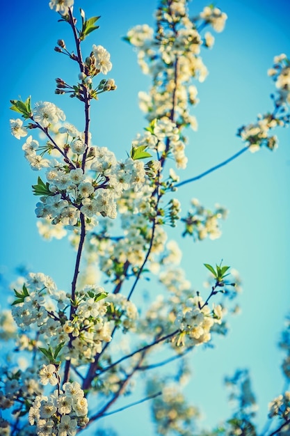 Beauty blossoming branch of cherry tree on sky background instagram stile