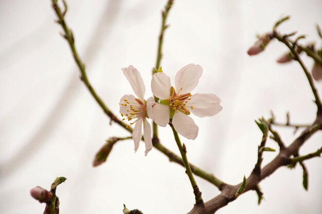 Photo the beauty of botanical flowers