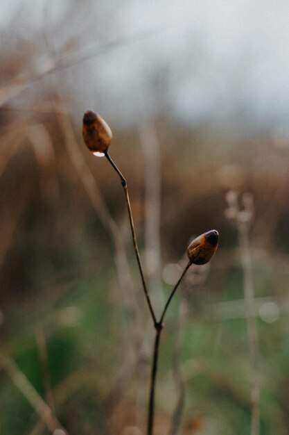 The Beauty of Botanical Flowers