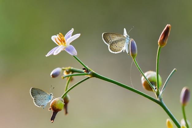 Beauty butterfly  on flower in tropical garden