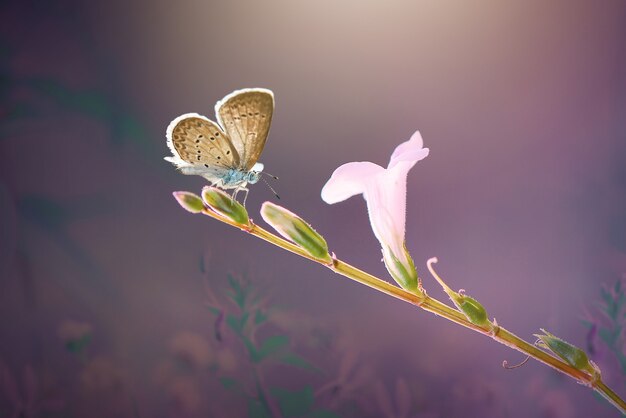 Beauty butterfly  on flower in tropical garden