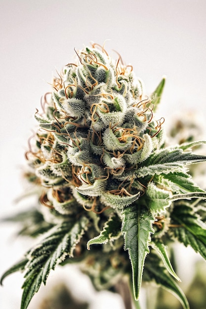 大麻の美しさ 白い背景の上のサティバの芽の見事なクローズ アップ