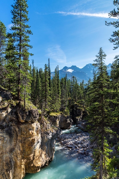 Beauty creek canyon with river at the jasper national park canada