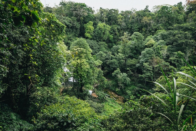 Beauty of evergreen trees in the tropics