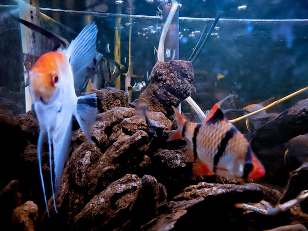 Foto bellezza dei pesci in acquario