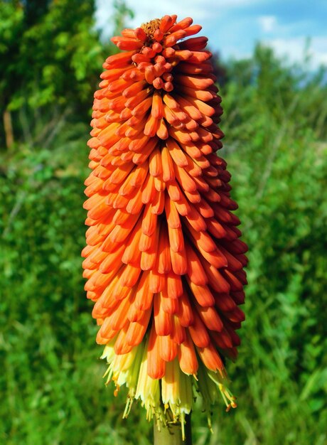 Photo beauty flower of kniphofia