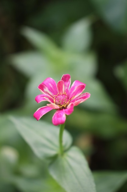 the beauty of flowers in the garden after the rain