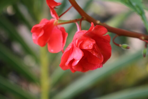 the beauty of flowers in the garden after the rain