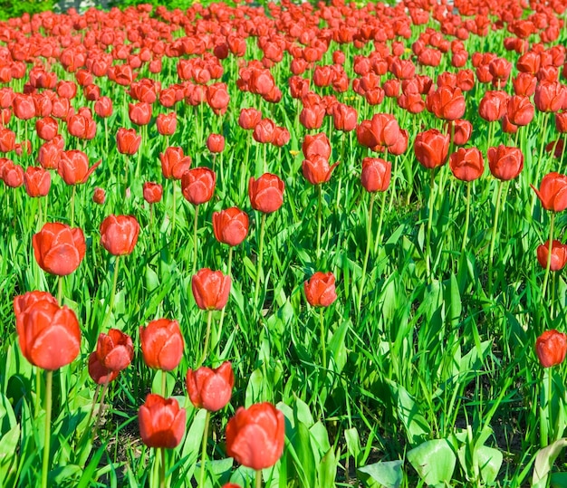 Beauty glade of red tulips close up