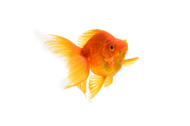 Beauty Gold fish isolated on white background