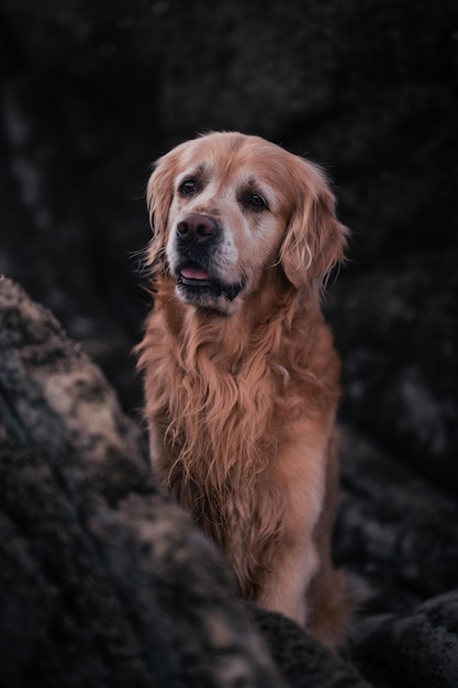 Foto cucciolo di golden retriever di bellezza sulla spiaggia che guarda lontano