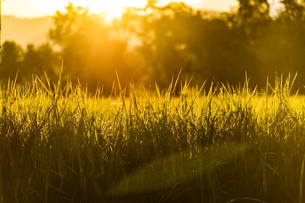 The beauty of the golden rice fields, the sunset backdrop.