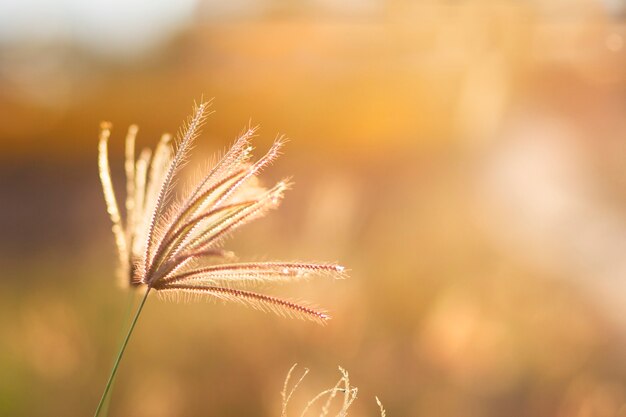 Beauty Grass flower 