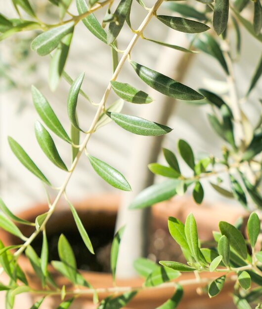 Foto la bellezza di un verde giardino