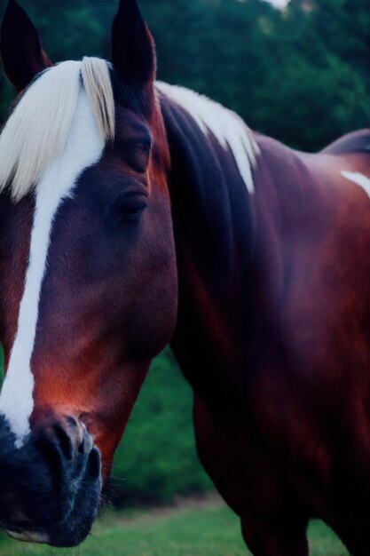 Photo a beauty of a horse head