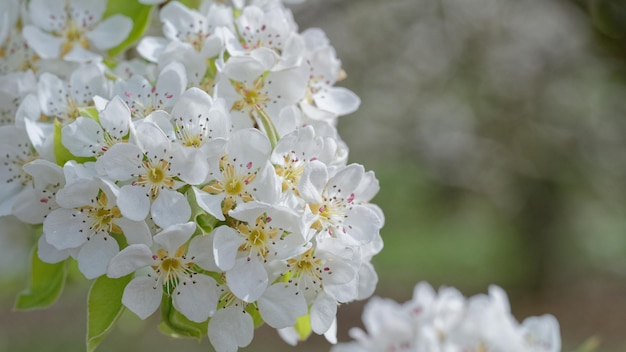 Beauty image with the bouquet of pear in full bloom on a sunny day and unfocused background