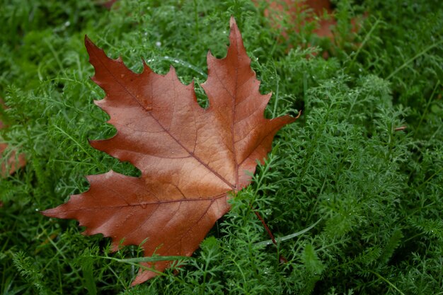 Beauty leaf in the garden