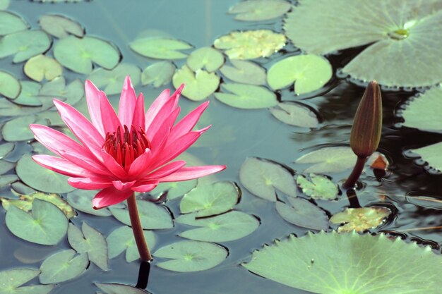 The beauty of lotus pond water.