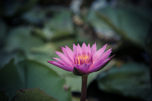 The beauty of the lotus in the pond