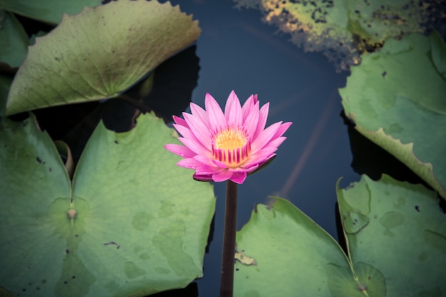 The beauty of the lotus in the pond