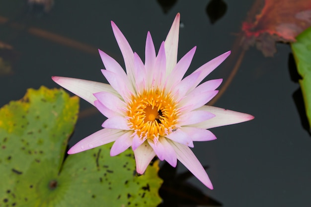 The beauty of the lotus in the pond