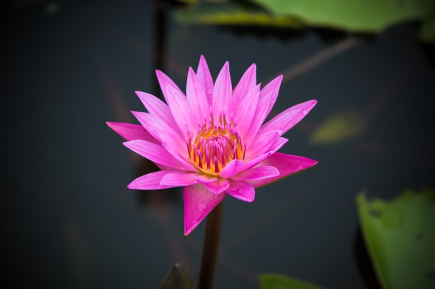 The beauty of the lotus in the pond