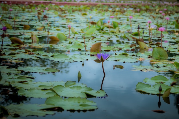 The beauty of the lotus in the pond