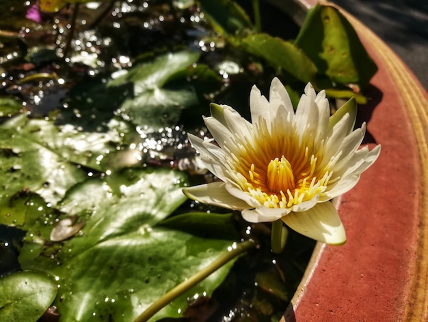 Photo beauty lotus in thailand temple