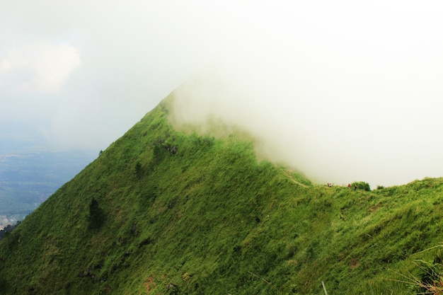 The beauty of misty green savanna at mountain