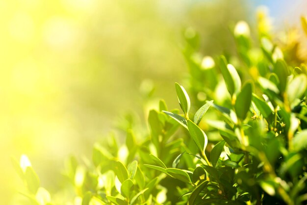 Foto bella mattina nel verde della foresta sullo sfondo ecologico