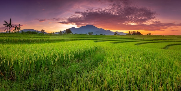 beauty of the morning with a view of the mountain and the sky of lava over the rice fields