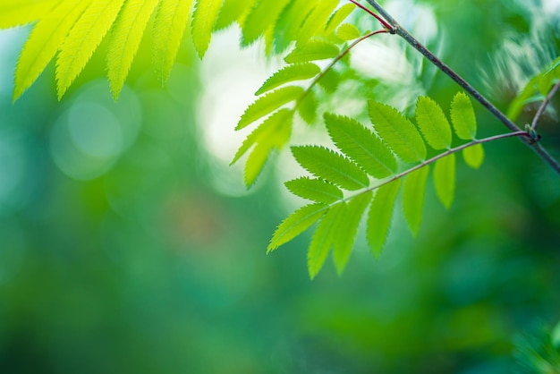 Beauty in nature. Ecology Earth freshness of green leaves with sunny blurred bokeh background. Dream