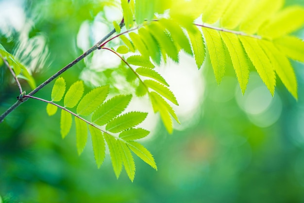 Beauty in nature. Ecology Earth freshness of green leaves with sunny blurred bokeh background. Dream