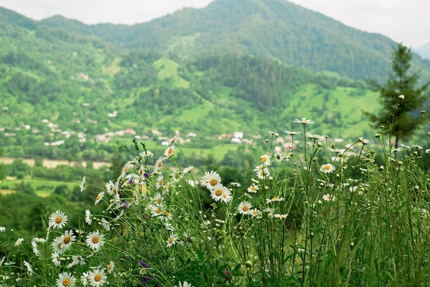 The beauty of nature in the mountains chamomiles on the background of mountains