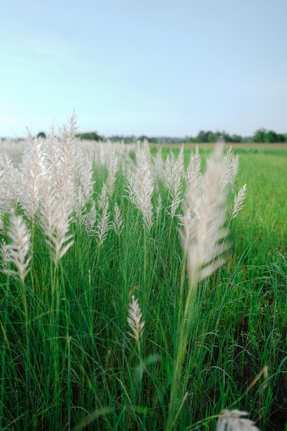 beauty of nature. selective focus shallow depth of field follow focus or  blur.