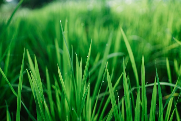 beauty of nature. selective focus shallow depth of field follow focus or  blur.