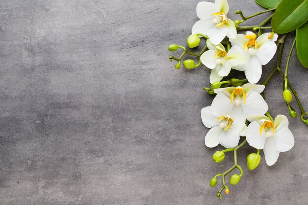 Beauty orchid on a gray background