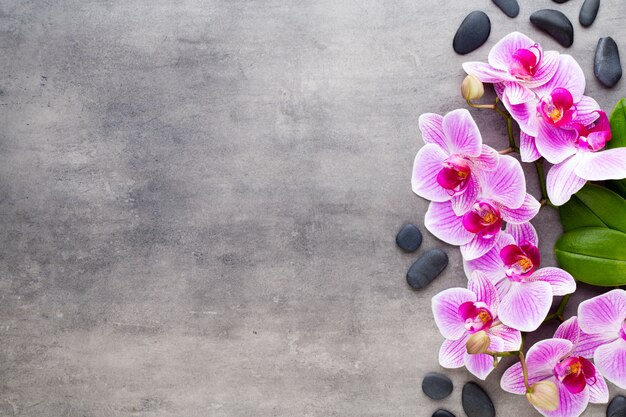 Foto orchidea di bellezza su un grigio. scena della stazione termale.