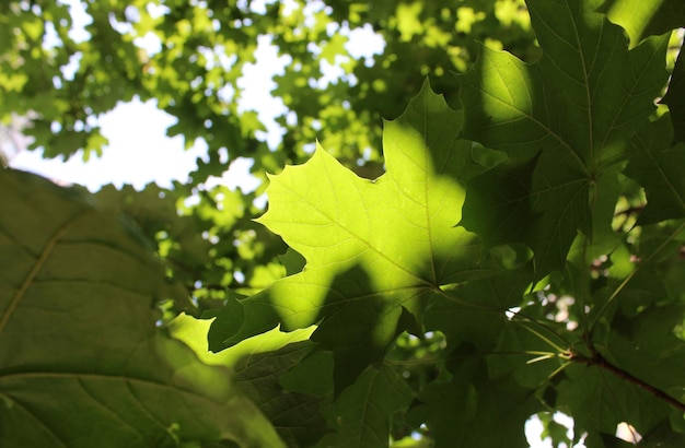 Beauty Pattern Of Green Leaves Of Maple Tree Under Sun Rays