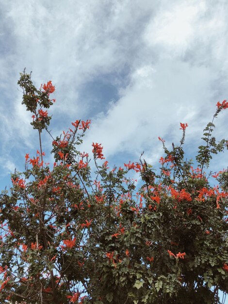 Foto bellezza flora rosa fiorita cielo blu