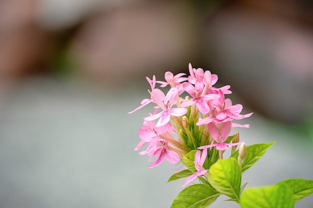 背景にピンクの花の美しさがぼやけています。